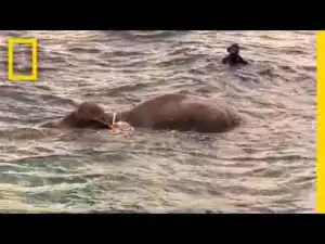 Video: Watch: Elephant Rescued After Being Swept 10 Miles Out to Sea | National Geographic National Geographic